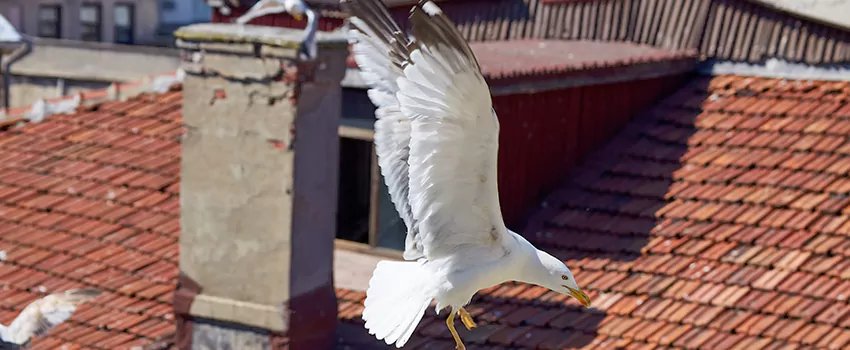 Residential Chimney Animal Removal Solution in Palm City, FL