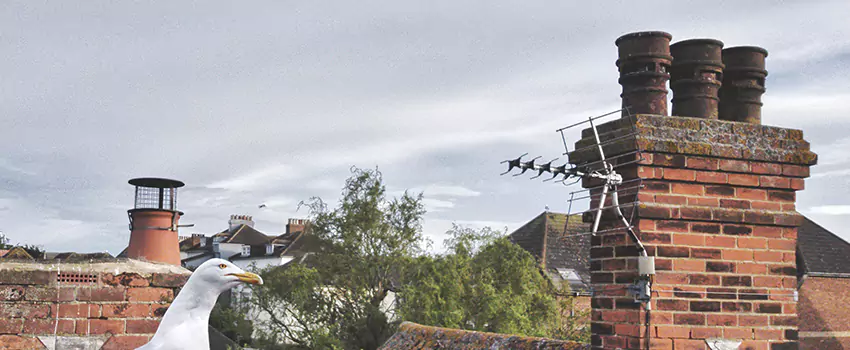 Chimney Cleaning And Restoration in Palm City, Florida